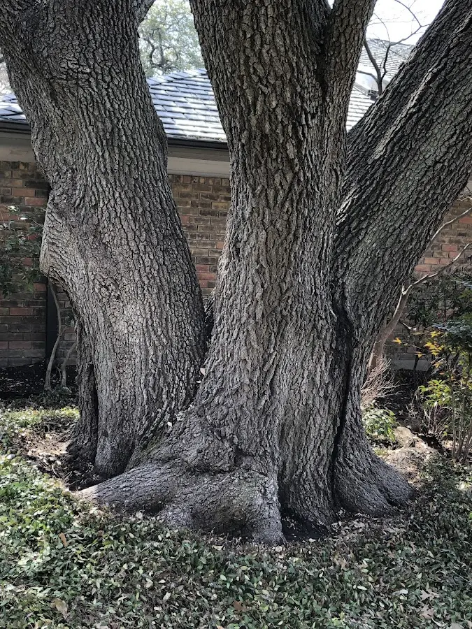 Mature heritage tree close to a Searsboro property cared for by certified arborists